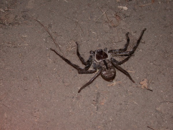 Huntsman Spider